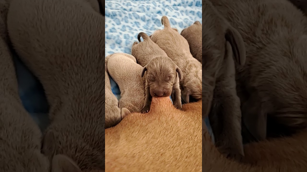 Nursing Puppies! #Shorts #Weimaraners