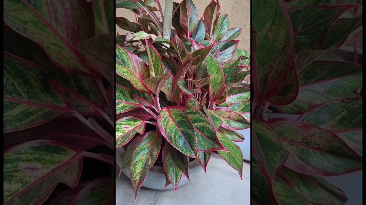 ඔබ අසා සිටිනවා නම්