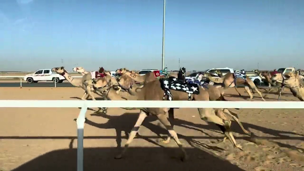 ش 3 بكار لقايا سيافة ل محمد سالم العطوي 