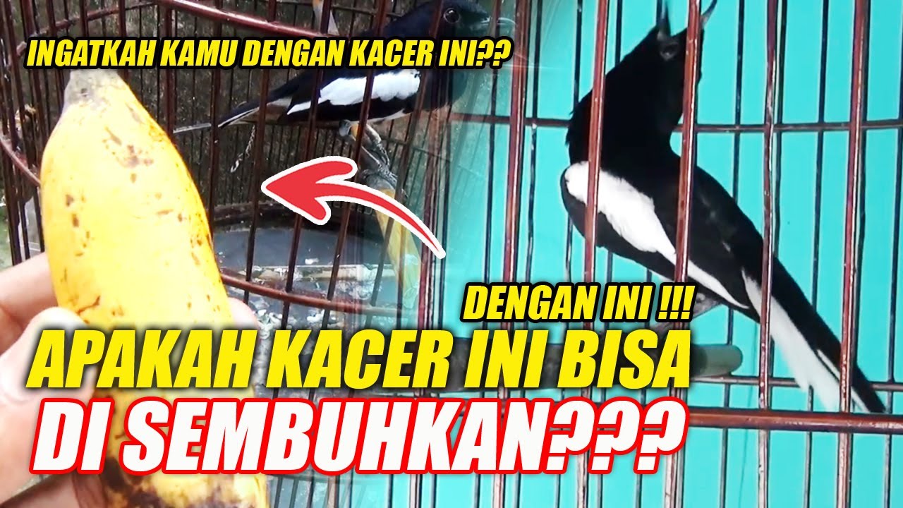 APAKAH PENYAKIT KACER INI BISA DISEMBUHKAN?? | CARA MERAWAT KACER - DR KACER