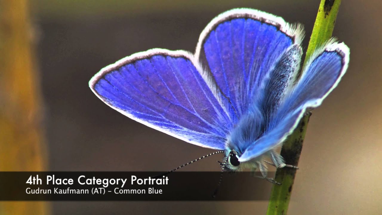 Digiscoper of the Year 2014 - Swarovski Optik