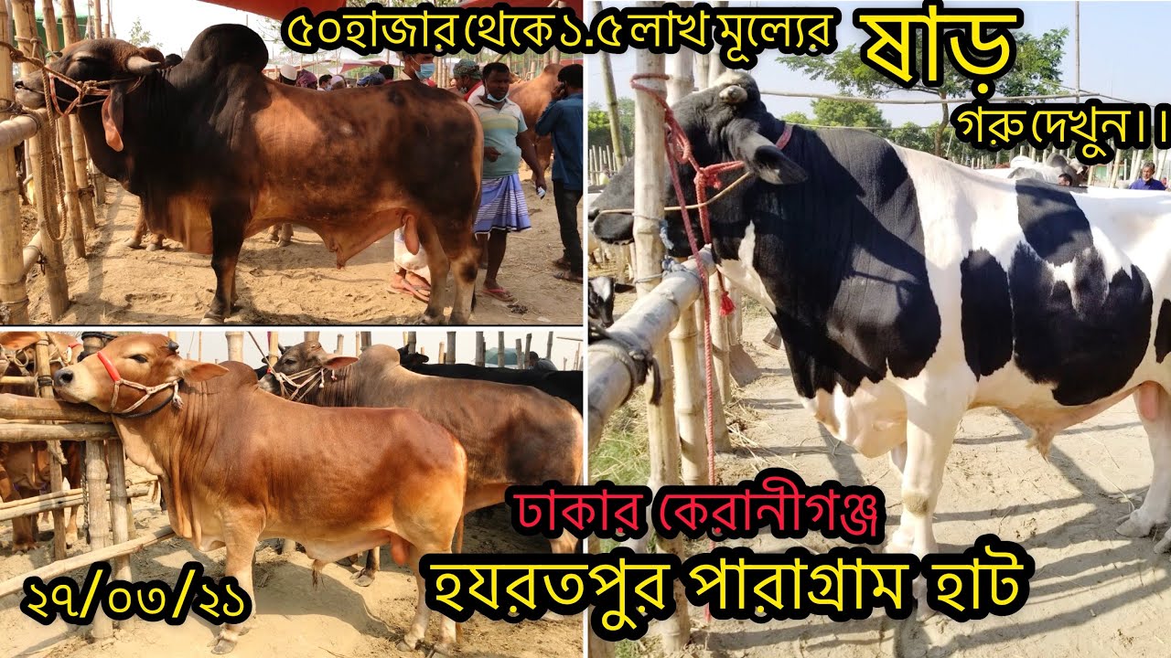54- ৫০ হাজার থেকে ১লাখ ৫০ হাজারের মধ্যে ষাড় গরু দেখুন ঢাকার কেরানীগঞ্জ হযরতপুর পারাগ্রাম হাটে||