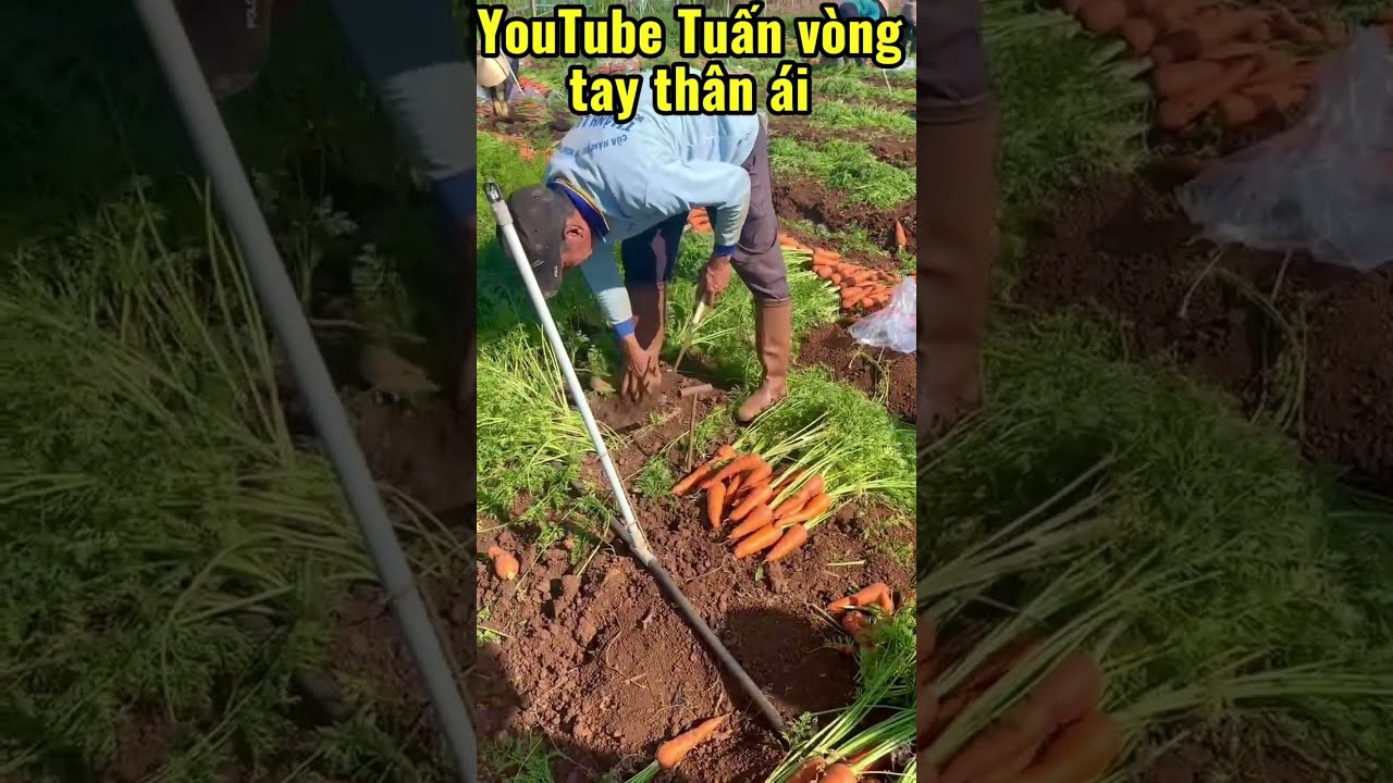 Cảnh nông dân thu hoạch 🥕🥕🥕🥕🥕cà rốt 