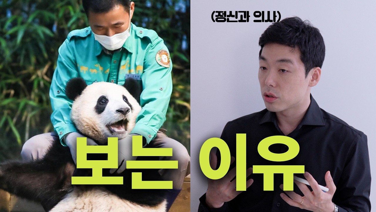푸바오 앓이? T는 이해 안 되는 '우리나라가 푸바오에 빠진 심리'