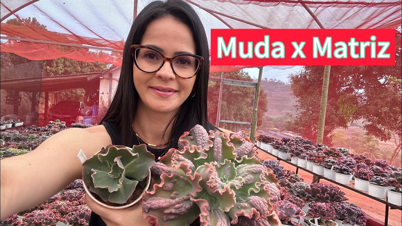 Muda x Matriz 