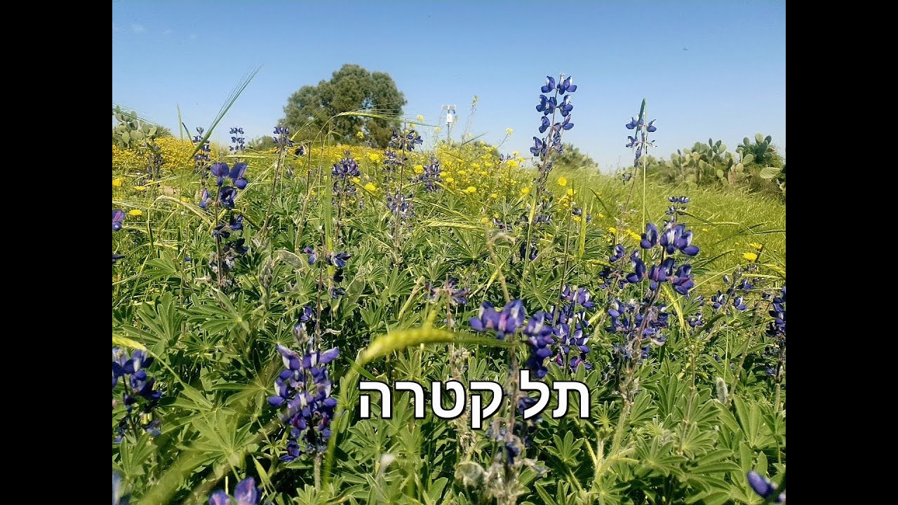 תל קטרה- פריחת תורמוס ההרים