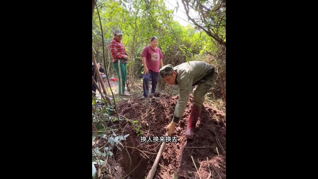 一整天挖山药这么多，一起看看收获吧