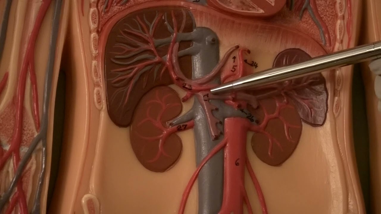Major Veins of Human Body