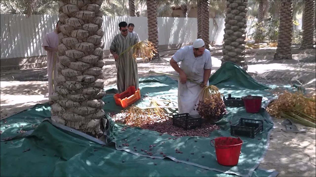 موسم صرام التمر في مزرعة أبو جعفر الأحساء قرية الشهارين