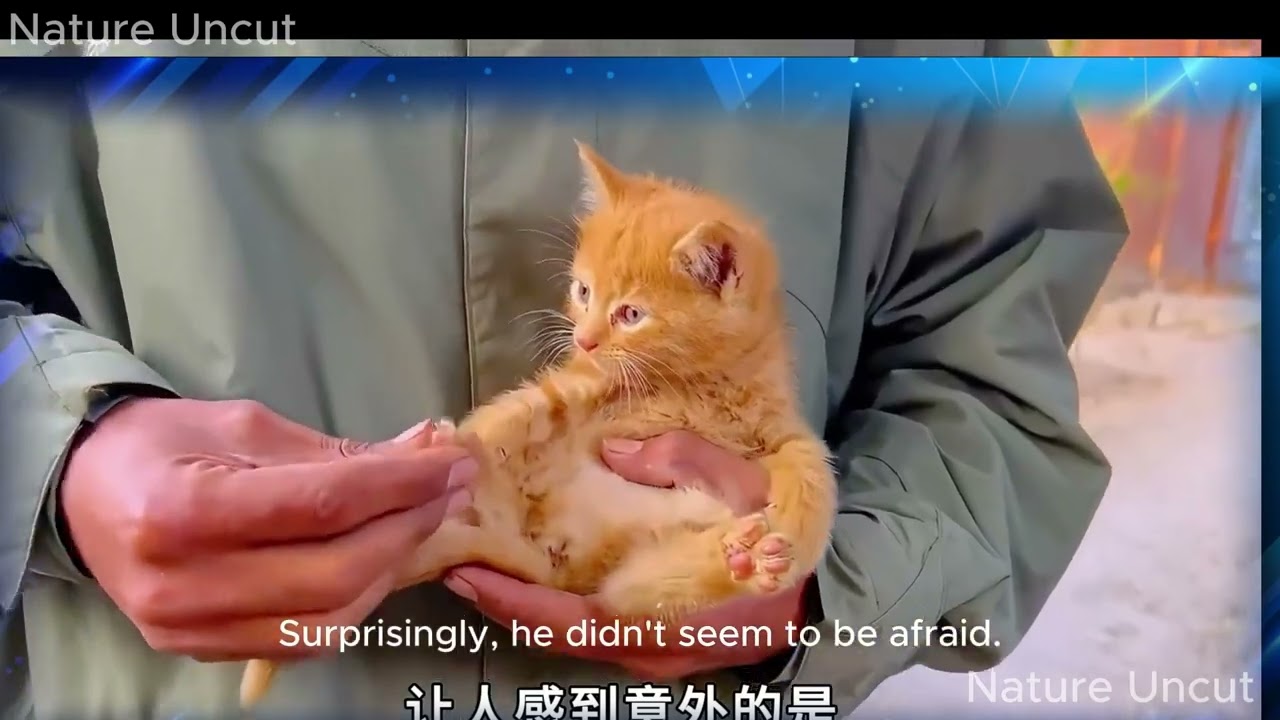 The owl raised three kittens in a tree hole and spread its wings every day to let the kittens #cat