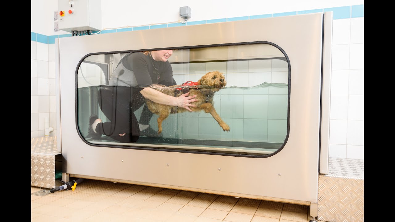 Canine Physiotherapy + Clinical Hydrotherapy