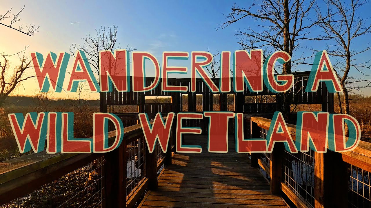 Wandering a Wild Wetland | Relaxing ASMR nature Walk with music