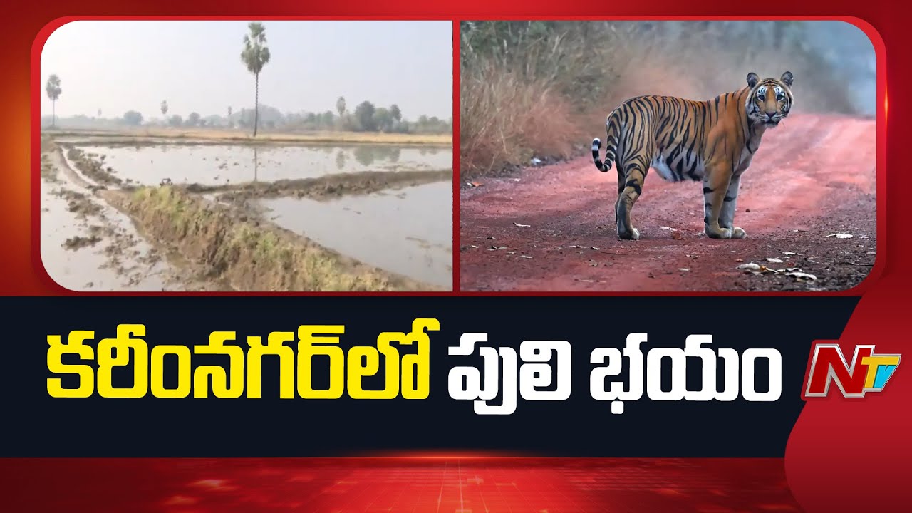 కరీంనగర్‌లో పులి సంచారం..! రైతుల్లో భయాందోళన | Tiger Movement Near Karimnagar | NTV Telugu