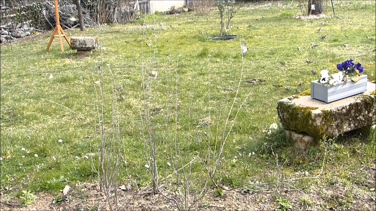 Il pleut des oiseaux