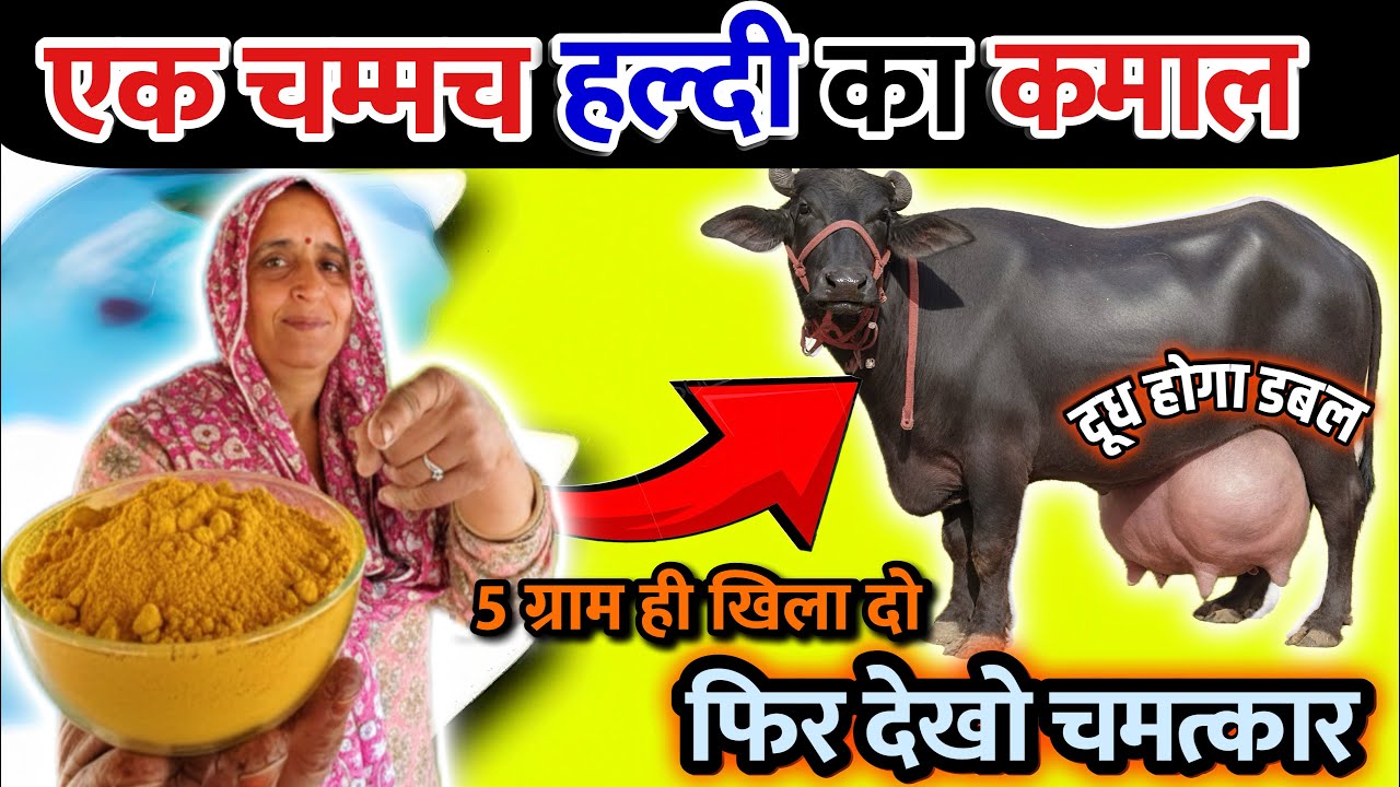 एक चम्मच हल्दी का कमाल 😱 5 ग्राम से दूध होगा डबल 🥛🔥 Farmers Don’t Know This 👉Turmeric use in cow 🐄 