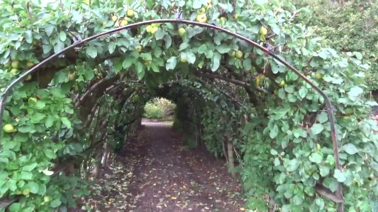 Walking through the charming fruit arch at Norton Priory walled garden (paysite) Runcorn Cheshire