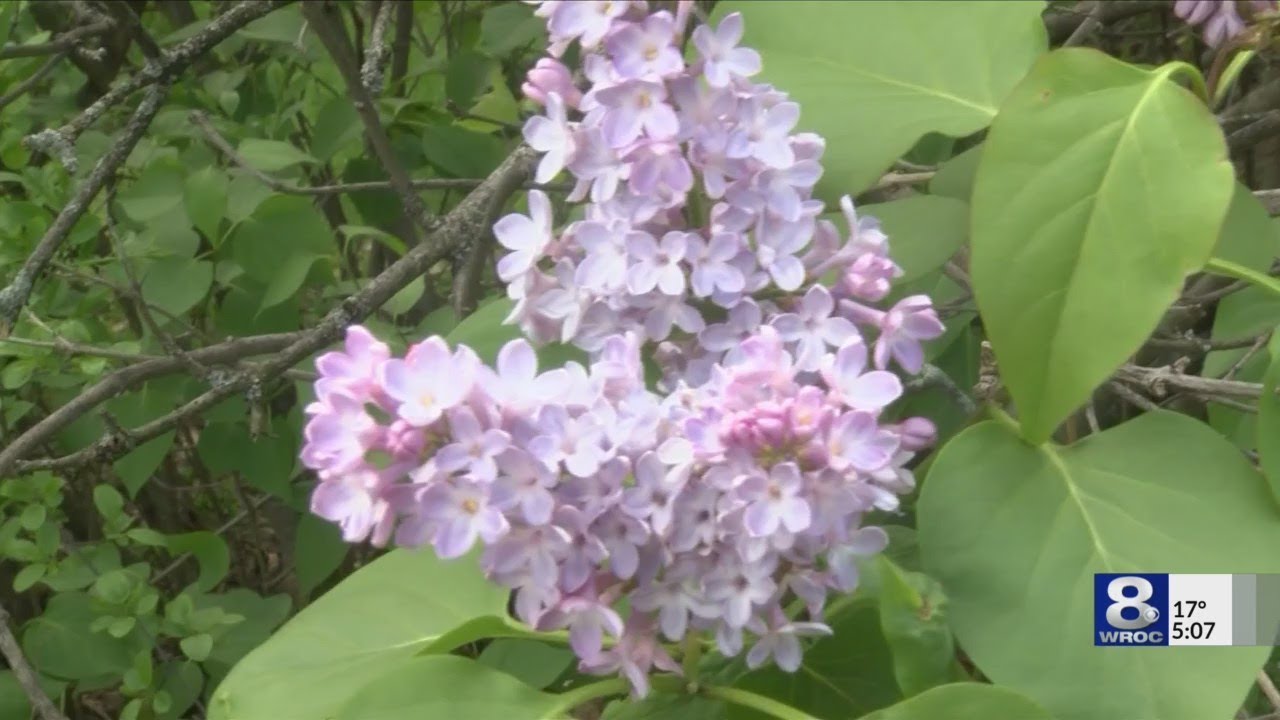 Lilac Festival releases 2019 music lineup