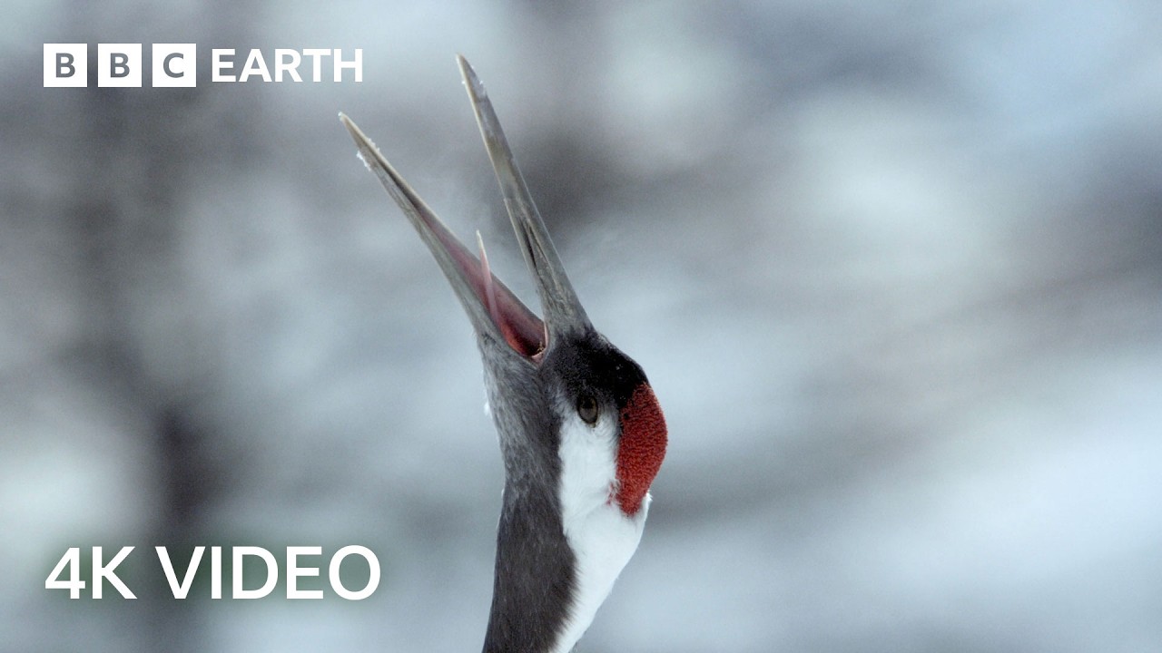 The Remarkable Recovery of Hokkaido's Red-Crowned Cranes | 4K UHD | Wild Japan | BBC Earth