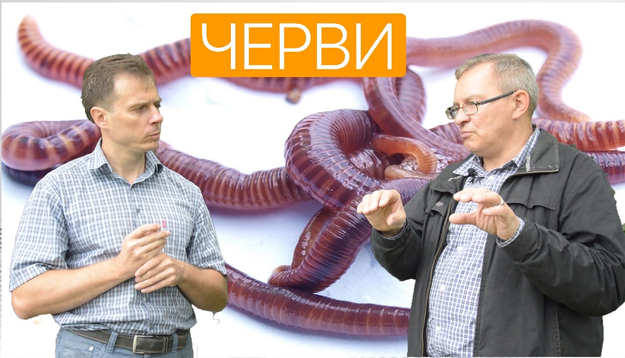 Разведение червя Старатель. Ферма изготовления биогумуса