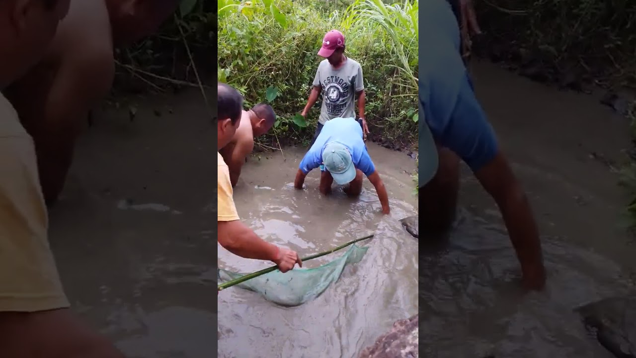 Tara harvest Tayo ng tilapia sa maliit na fishpond ng Kapatid ko Dito sa provinsya 