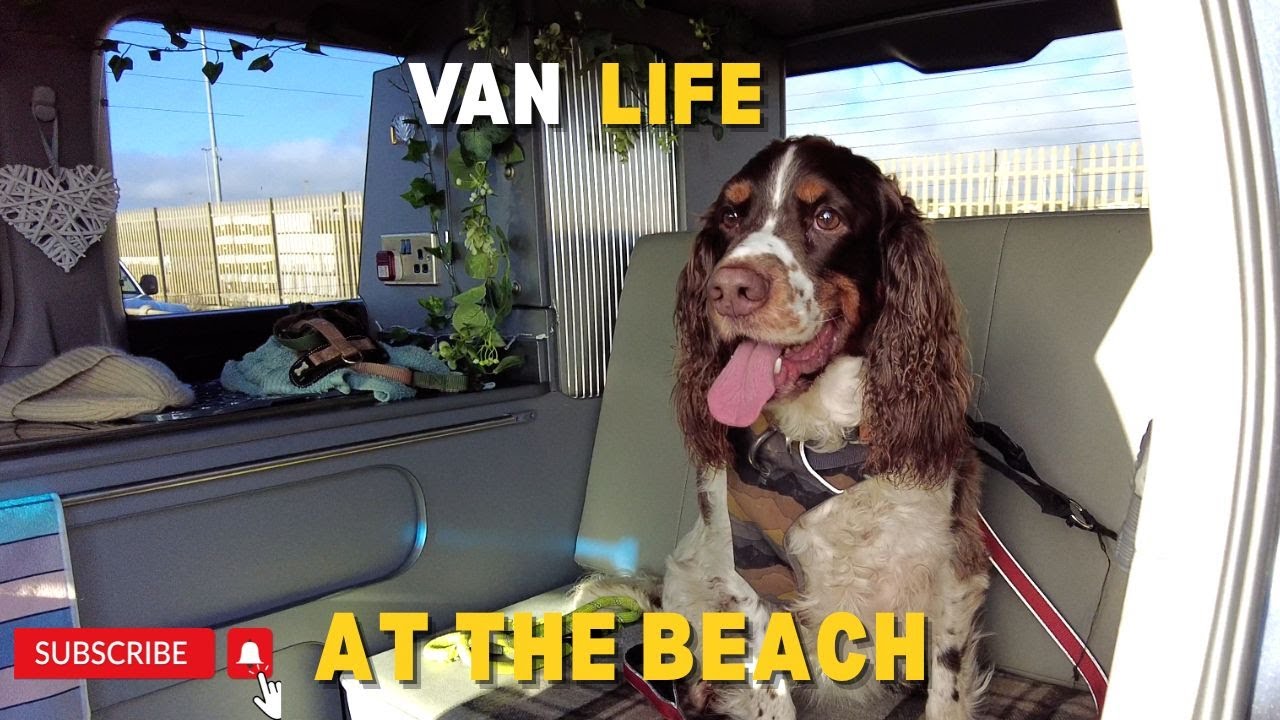 Van Life | Let's go to Southwick Beach and Carats Café  #campervanlife #springerspaniel #beachday