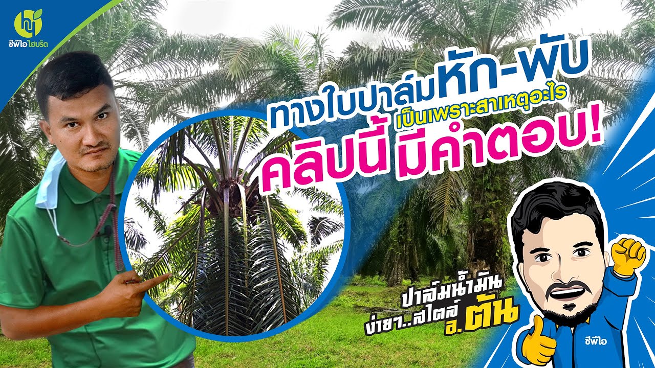 ทางใบปาล์ม หัก-พับ เป็นเพราะสาเหตุอะไร คลิปนี้มีคำตอบ | 
