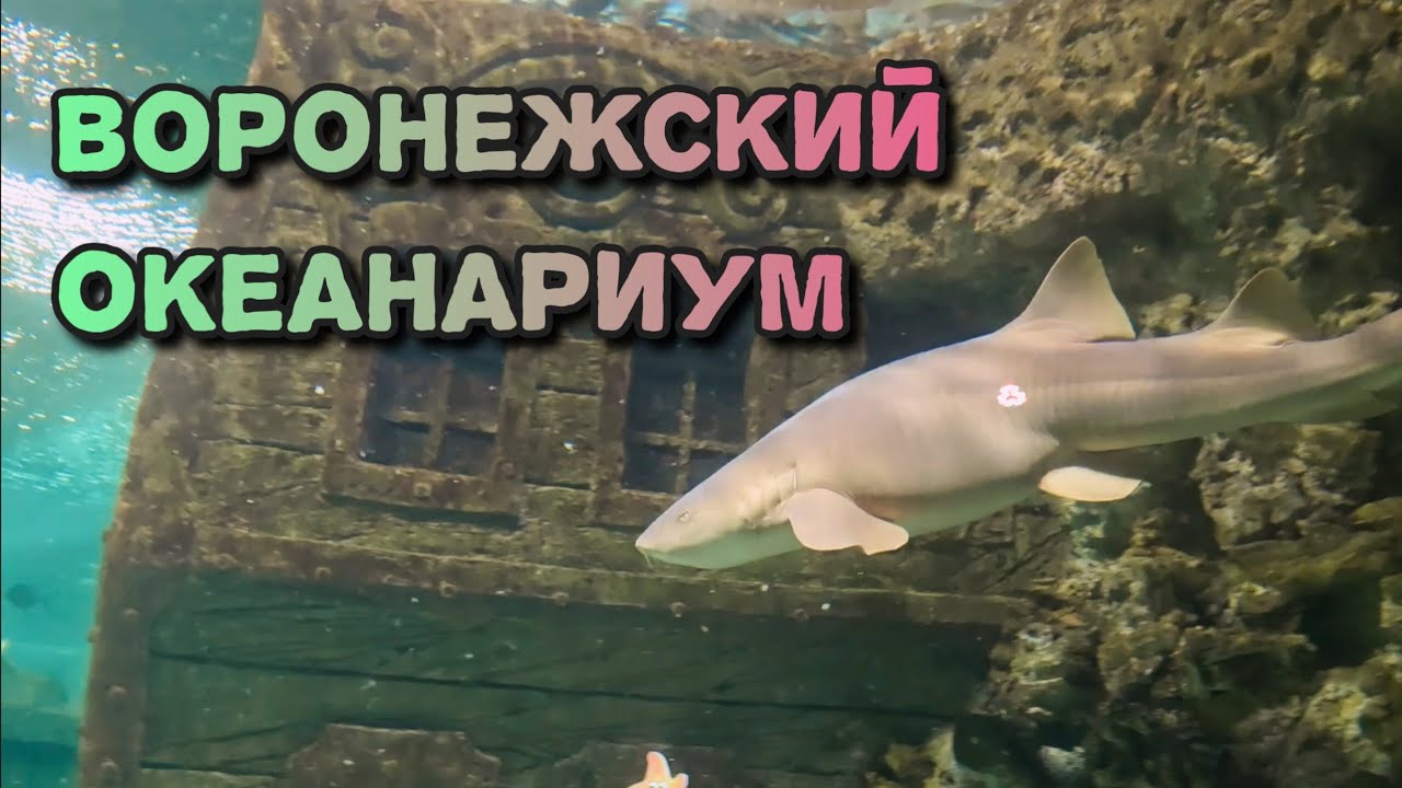 Воронежский океанариум. Акулы, самая ядовитая рыба. 2026.
