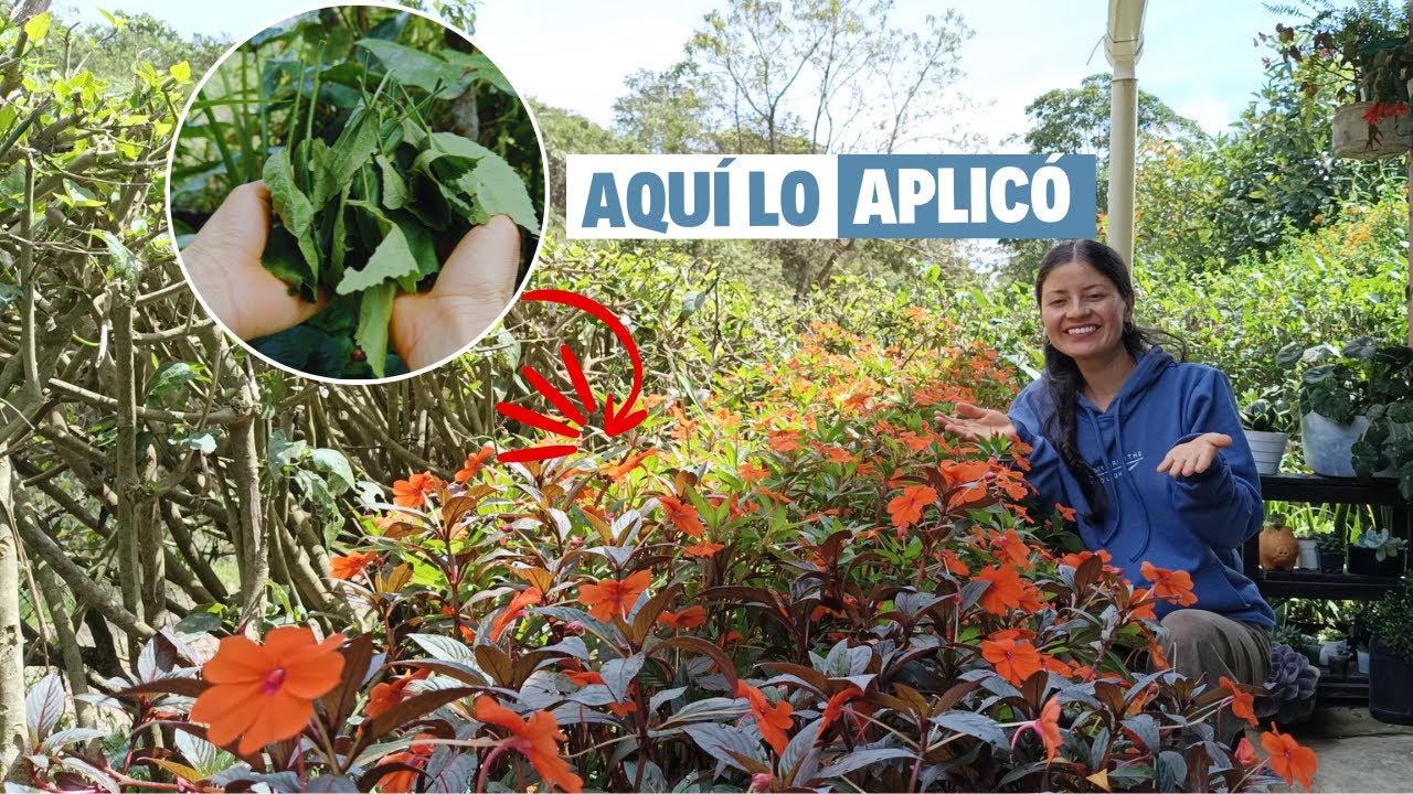 Esto HAGO CON MIS GUINEAS para que estén florecidas y frondosas durante todo el año | Jardín Diaz
