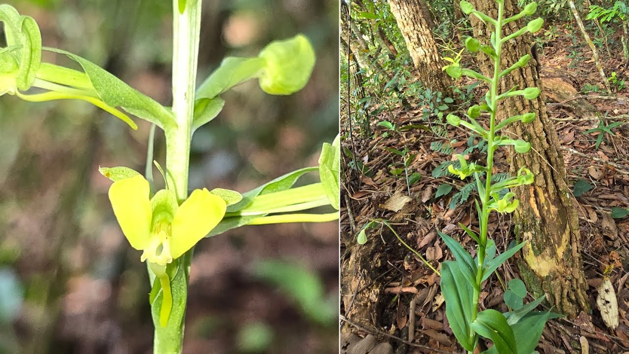 Habitat da orquídea Habenaria Petalodes, uma espécie  daqui de Goiás #natureza #orquideas 