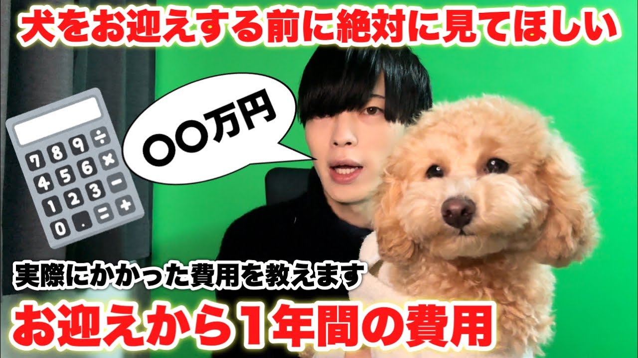 犬をお迎えしてから1年間でかかったリアルな費用を徹底解説します。犬のお迎えを検討している方へ。【トイプードル】