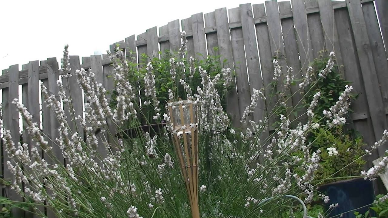 Swinging bees on white lavender
