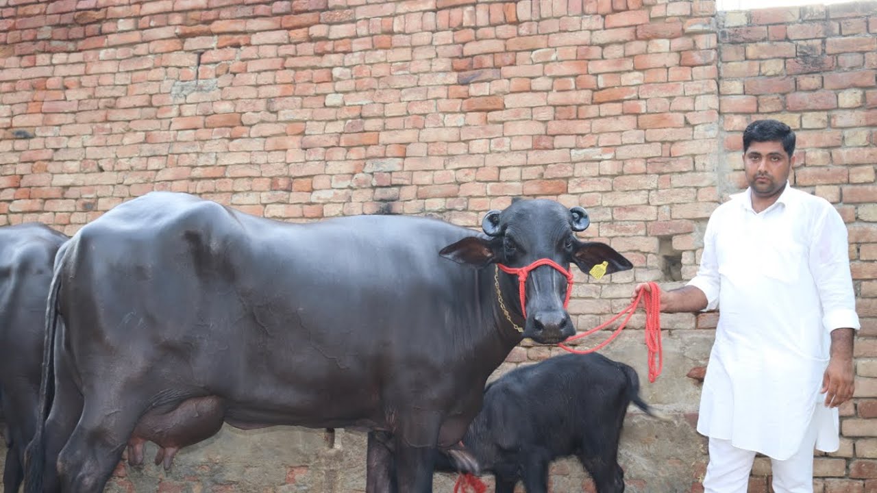 Super Murrah || Milk with Beauty || 6 Teeth 22 Kg Milk ||