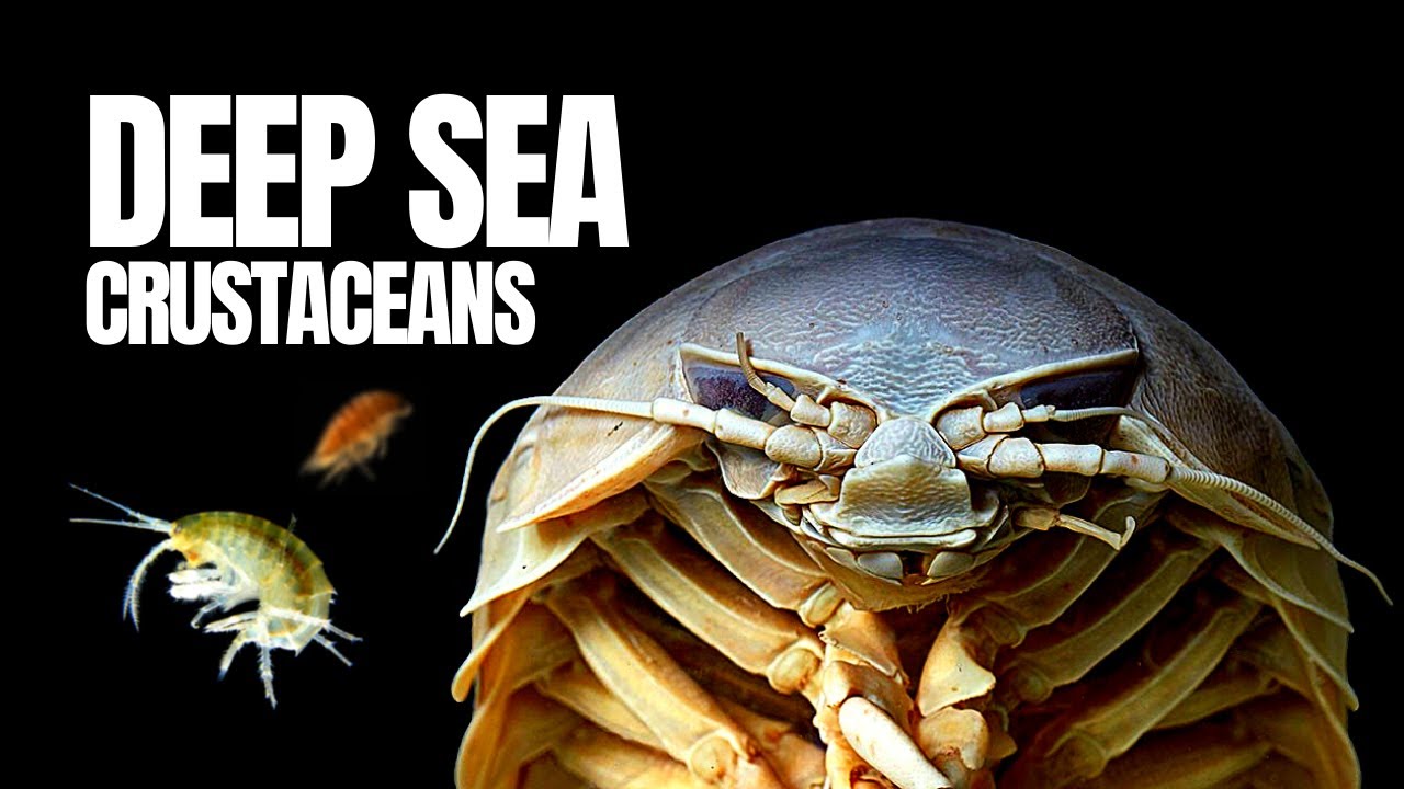 The Giant 'Insects' of the Deep Sea