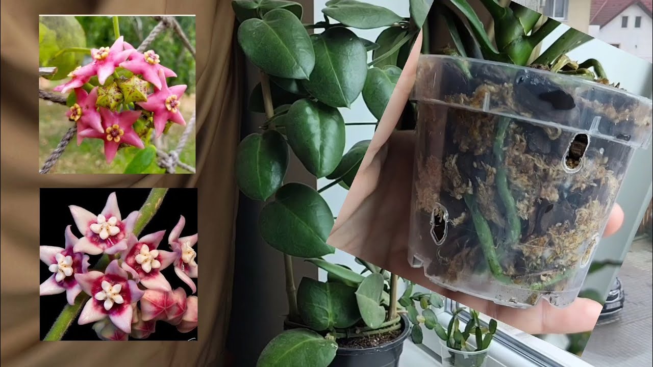 Две новые классные хойи + адаптация орхидеи во мху🩷 #хойи #hoyacarnosa #plants #фаленопсис #calycina