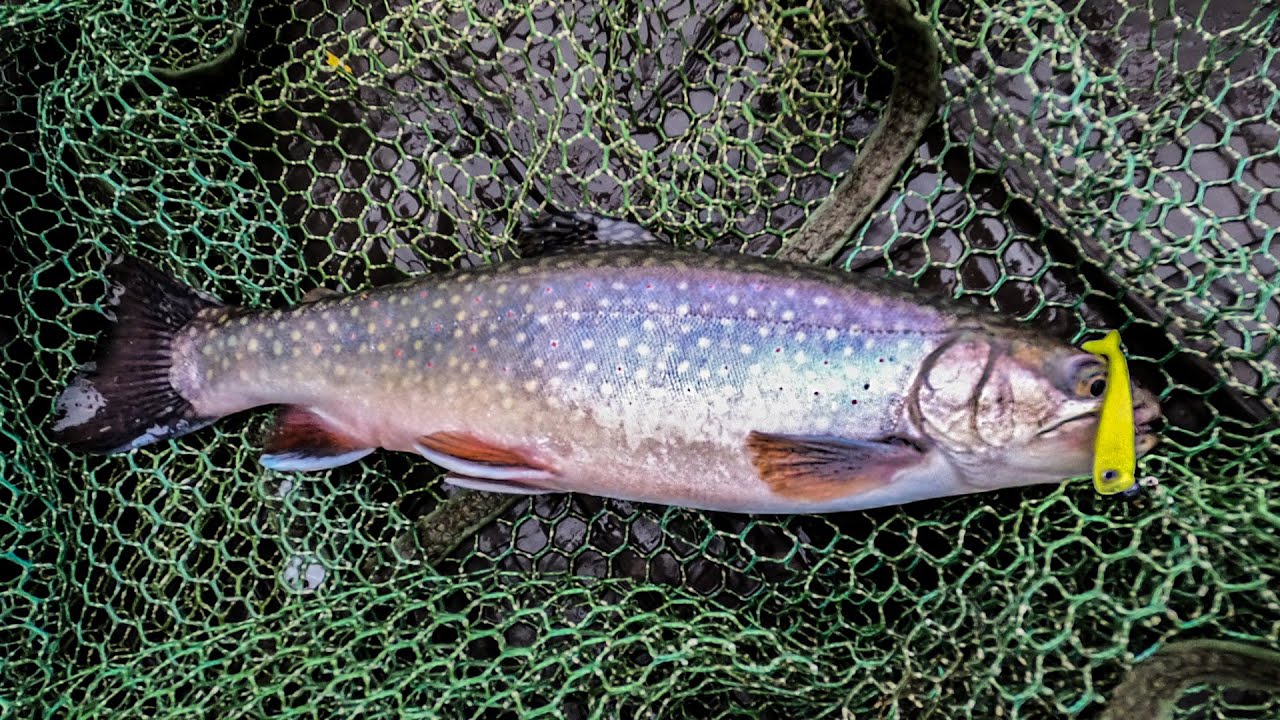 Lov pstruhů/sivenů na přívlač úspěšnou taktikou