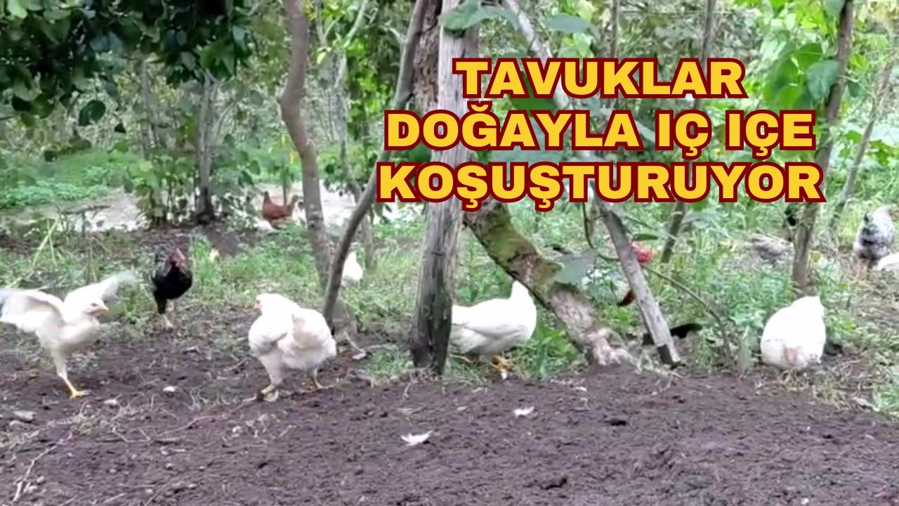 🐔 Doğayla İç İçe Tavukların Keyifli Anları 🌿✨