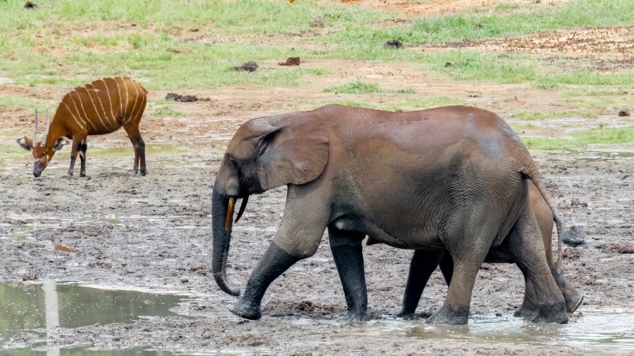 NEL DZANGA SANGHA  PARTE SECONDA