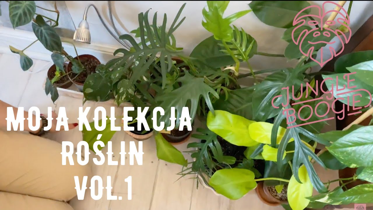 Roślinna wycieczka po moim mieszkaniu część I