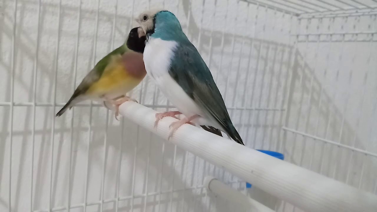 Dicas de manejo como saber se meu casal de diamante gould esta pronto para reprodução.