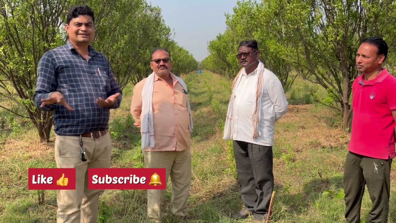 संत्रा अंबिया बहार व्यवस्थापन