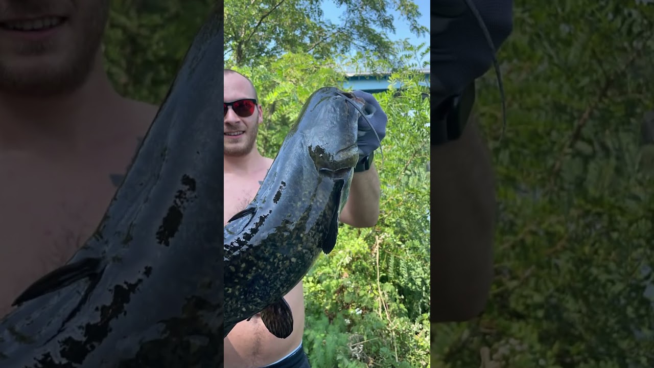 Silurus glanis #fishing #catfish #fish #wels #river #fiumepo#nature #cat #pesca #catfishing #italy