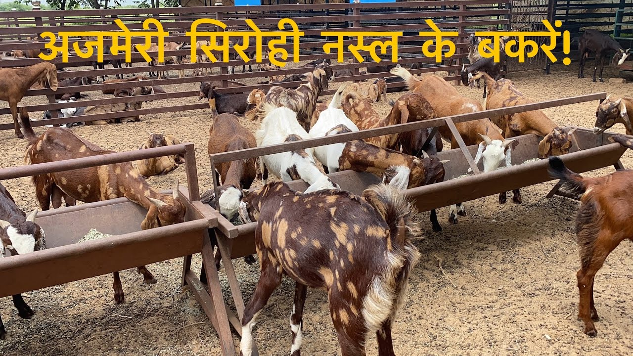 9000ki patti se अजमेरी सिरोही नस्ल के बकरियाँ! 7665597183 #बकरी #bakripalankaisekre #animals 