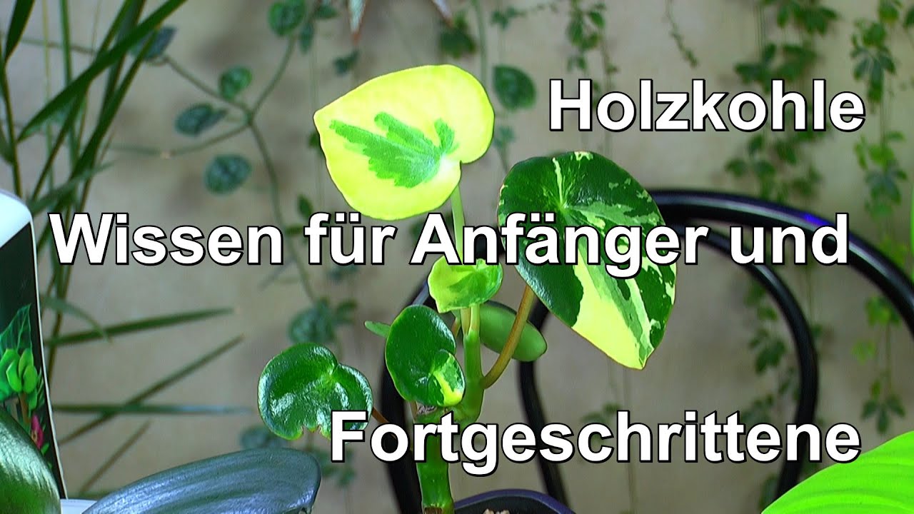 Holzkohle Buche für Zimmerpflanzen. Es wächst besser mit der Holzkohle, Eierschalen geht auch