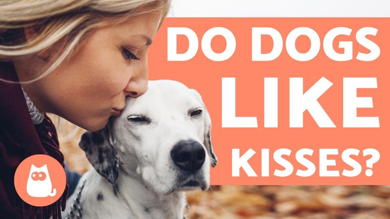 Do dogs like KISSES? - Understanding Canine Affection