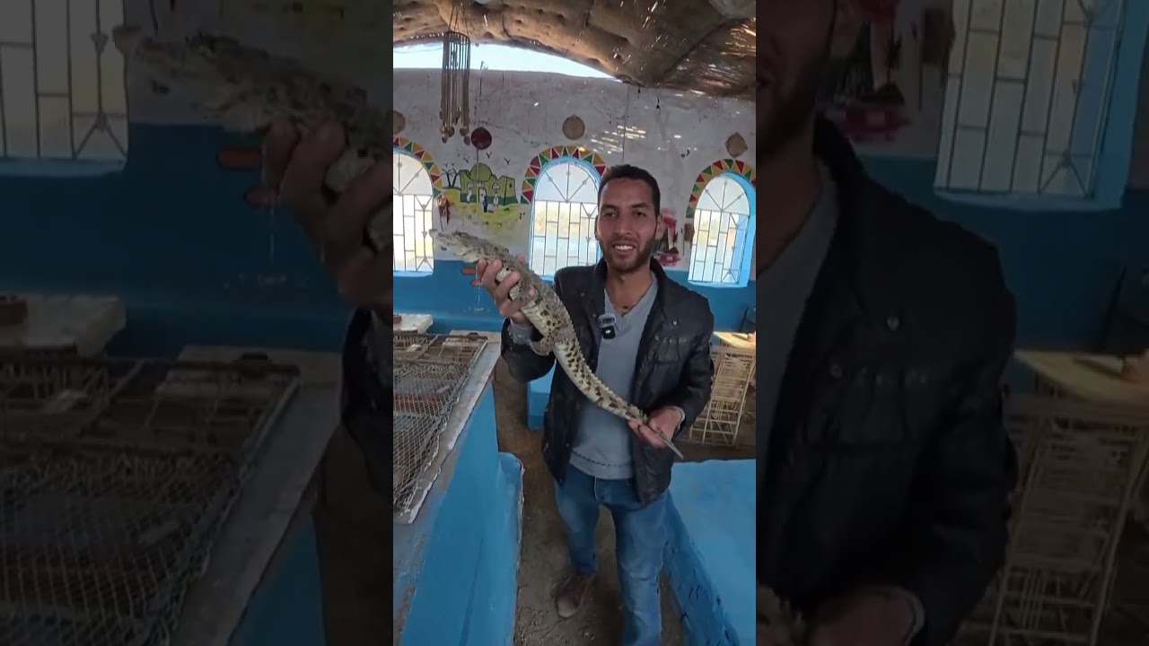 تربية التماسيح في البيوت النوبية !!