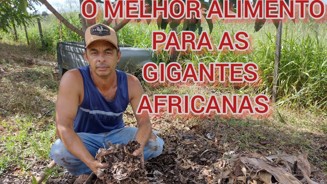 O MELHOR ALIMENTO PARA AS GIGANTES AFRICANAS,(PASSO A PASSO)
