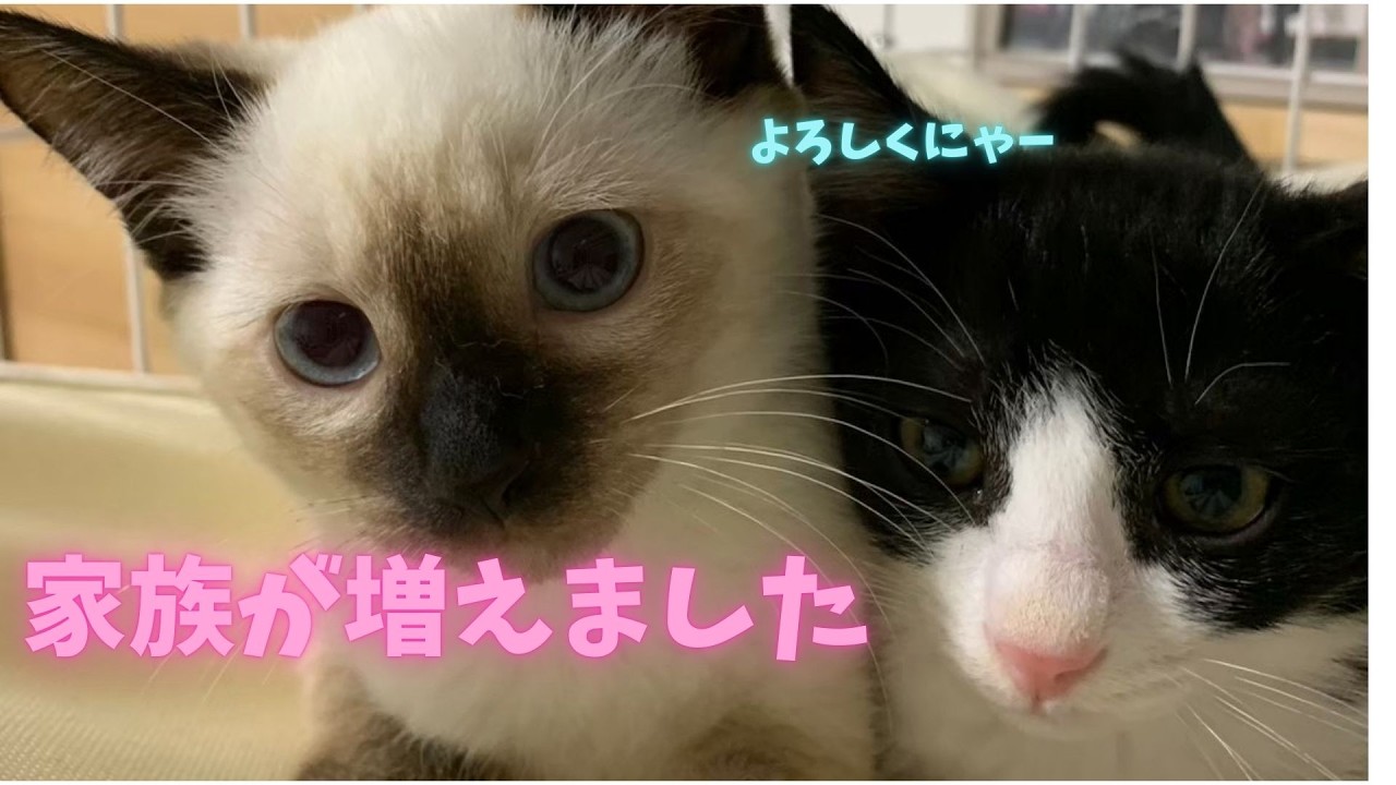 【㊗️・家族】野良猫から家猫へ。ずっと一緒にいることに決めました