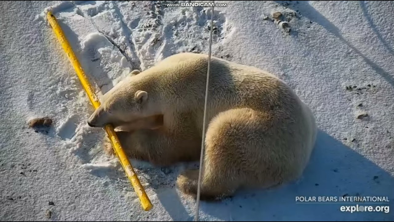 Wapusk Manitoba 16 11 2021