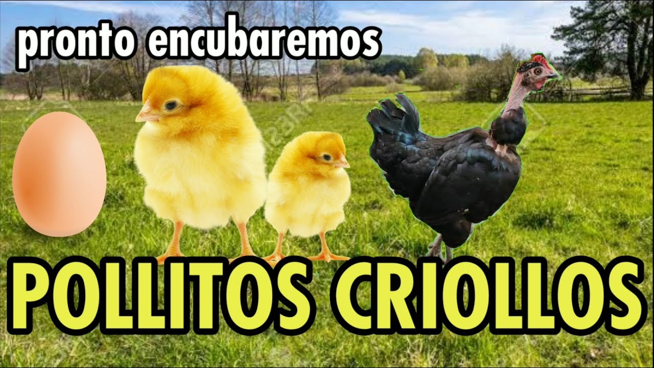Pollito criollos Peruano / hacemos cruza de gallina piroca