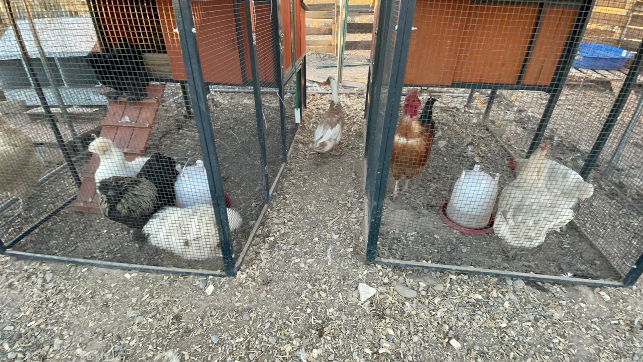 3/14/26 Morning from the Chicken Courtyard | Barrel chests, dead worms, tight necks 
